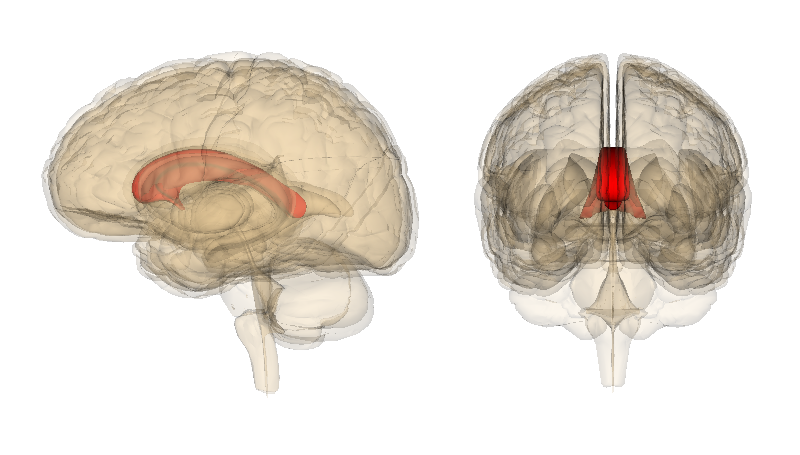 corpus callosum image, courtesy of Life Sciences Database/Wikimedia